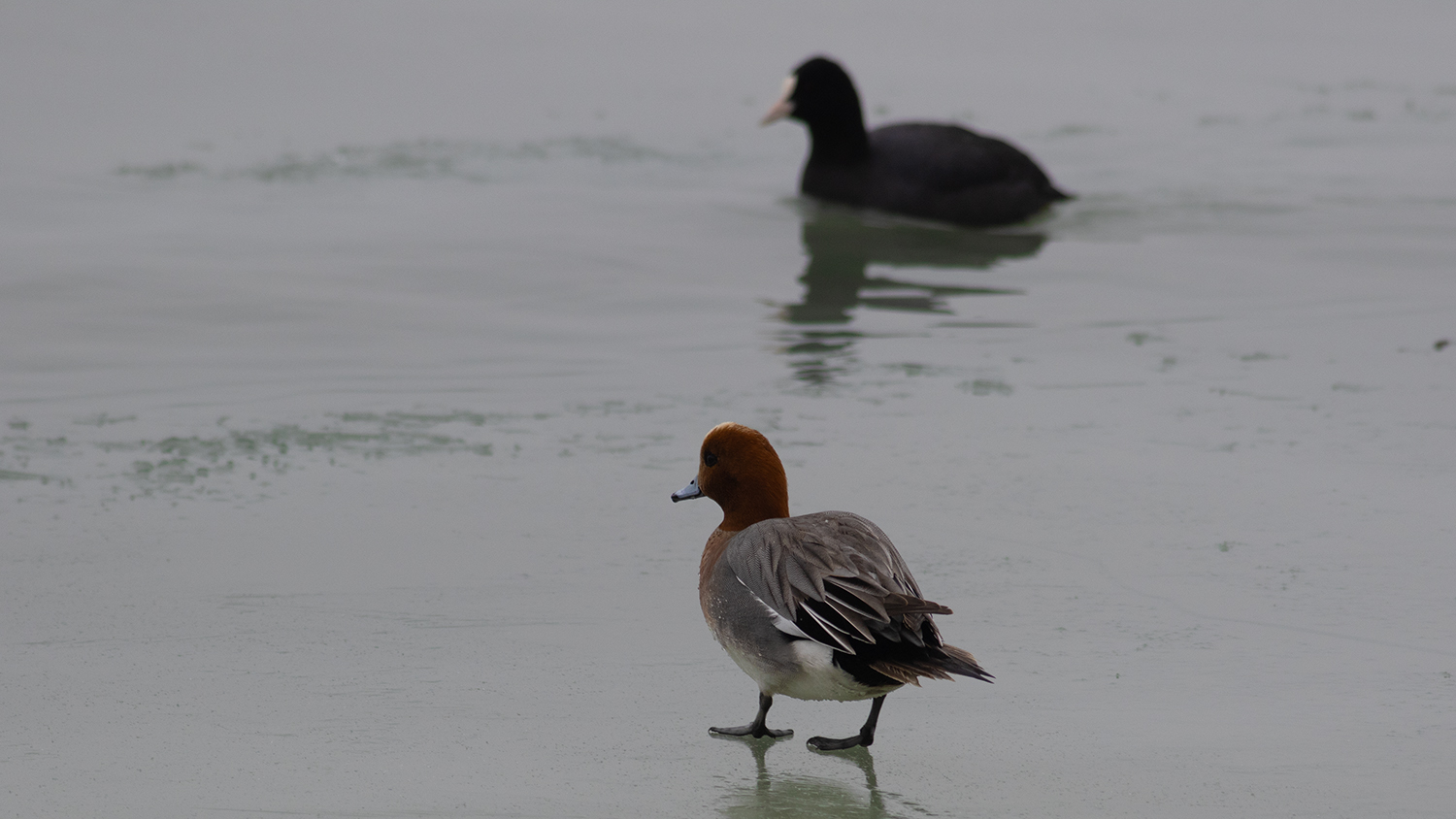 Eurasian Wigeon